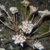 植物が強風に氷ついて霧氷の花が咲き出しています。暗いのでストロボ撮影で撮りました。