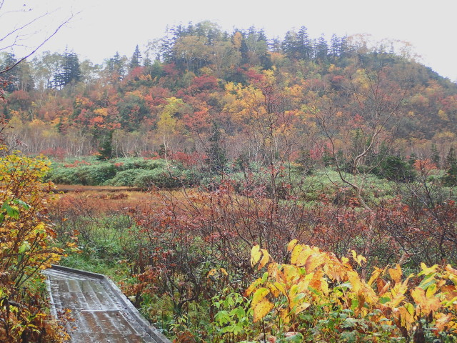 栂池ヒュッテ裏の北側斜面の紅葉。雨が降っても、濃霧に包まれても紅葉は進んでいます。
