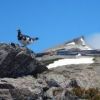 杓子岳まで行った従業員がライチョウと白馬山荘が写ったナイスショットを撮ってくれました。
