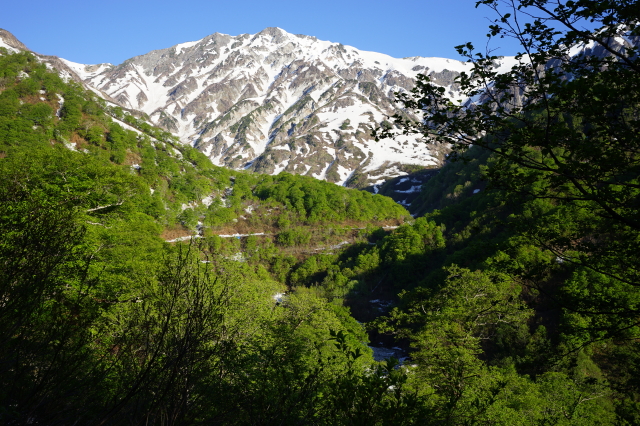 猿倉から白馬尻に向かう登山道の新緑がとてもきれいです。そして新緑と残雪の白馬岳の組み合わせがとても絵になっています。この時季ならではの清々しさを感じますね。