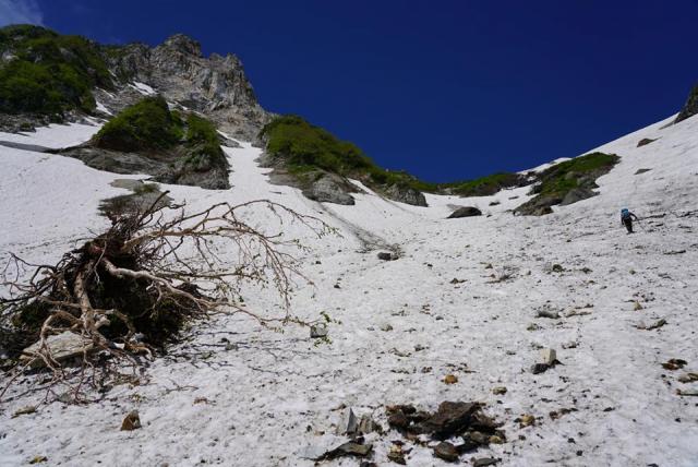 大雪渓は落石注意。葱っ平の夏道に取りつく手前の辺りが特に多く、写真のように木までが根こそぎはがれて落ちてきていました。