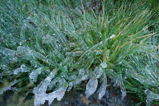 8/18初氷　朝の気温は1.3℃！　飛沫のかかった草が凍り付いてクリスタルな造形になりました。