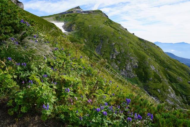 稜線はトウヤクリンドウやミヤマトリカブトなどの秋の花に移行してしまっています