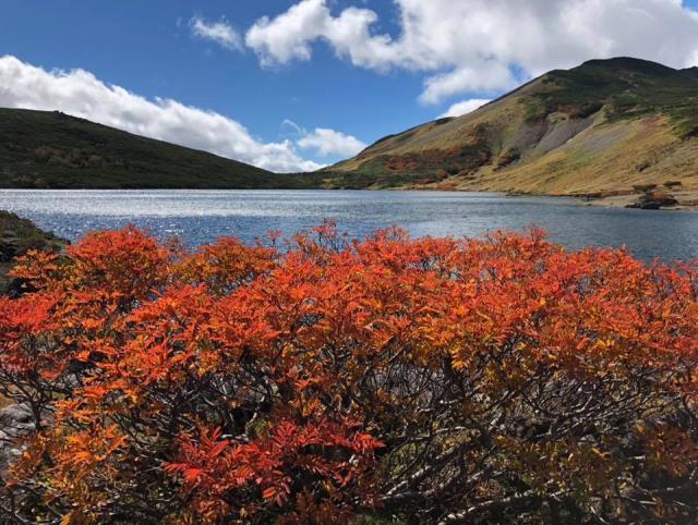 蓮華温泉から白馬大池にかけての紅葉が最盛期を迎えています。