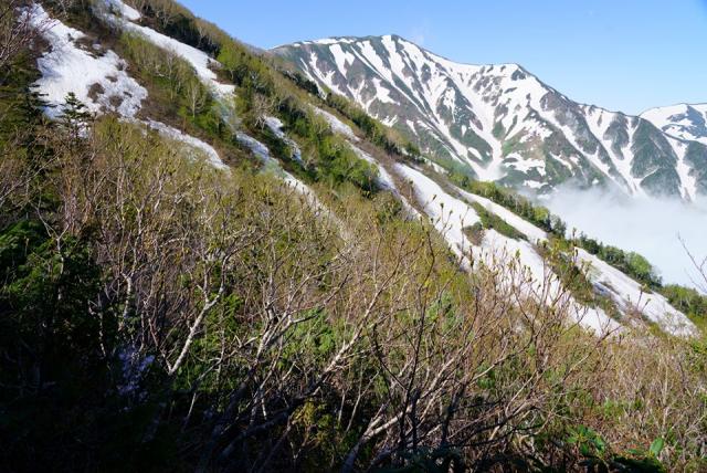 蓮華温泉を出発して白馬大池まであと少しのところからの小蓮華山です。新緑と残雪のハーモニーです。
