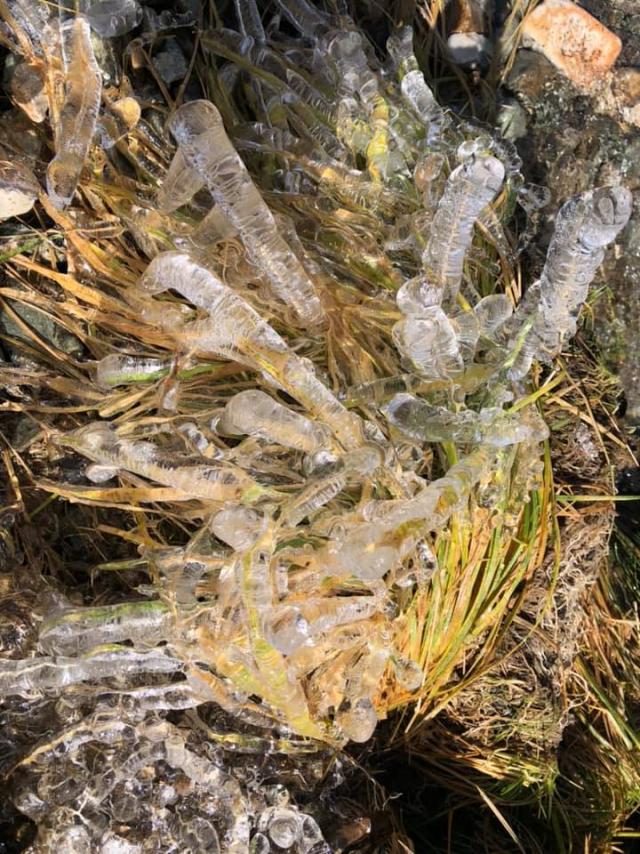 初氷の朝　草が凍って出来たクリスタルな造形ができていました。(2020.09.29　白馬山荘 )