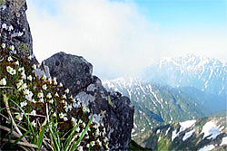 稜線の岩棚で満開のイワウメと立山剣の遠景 