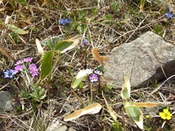 春の花々色とりどり。キジムシロ（黄）、ハルリンドウ（青紫）、ユキワリソウ（桃）などが八方池山荘の上部に咲いています。