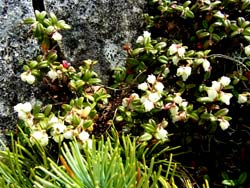 コメバツガザクラとハイマツ。稜線の新緑が日々鮮やかになりコメバツガザクラの可愛らしい花が、満開となりました。
