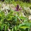 ハクサンチドリの蕾です　陽の良く当たる草付きにハクサンチドリを一輪見つけました。