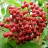 赤いウラジロナナカマドの果実。八方尾根ではナナカマドの実が真っ赤に色づいています。