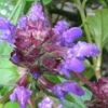 タテヤマウツボグサです。色鮮やかな紫色の花が密生して咲いています。