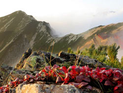 真っ赤に紅葉したウラジロツツジと唐松岳。唐松岳頂上山荘と唐松岳が見える稜線です。