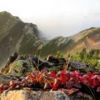 真っ赤に紅葉したウラジロツツジと唐松岳。唐松岳頂上山荘と唐松岳が見える稜線です。