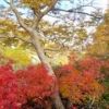下の樺　秋の彩り　自然が創り出す美しい色彩に包まれながら、秋の道を歩きます。