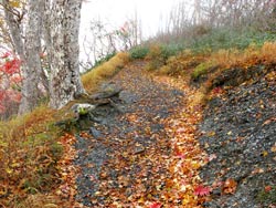 落葉舞う登山道。台風24号は海側へと逸れましたが、木々は強風に煽られて、色付き始めた葉が舞い落ちていました。