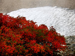 台風通過後、扇の雪渓ではナナカマドの葉が色鮮やかな紅色に染まりました。