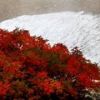 台風通過後、扇の雪渓ではナナカマドの葉が色鮮やかな紅色に染まりました。