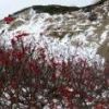 扇の雪渓のナナカマド。台風の強風により、美しく紅葉していた葉は落ち、枝には真っ赤な実だけが残っています。
