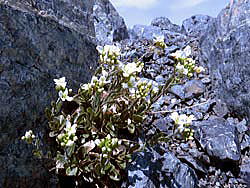 第3ケルン・八方池周辺に、ウメハタザオが可憐な白い花を咲かせています。