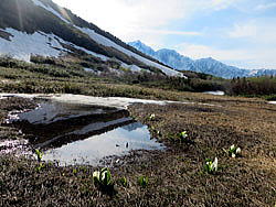 鎌池湿原の雪が解けてミズバショウが咲き始めています。美しい白馬三山が水面に映り込んでいました。