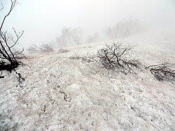 上の樺の直登を下から撮影。雪面のコブ＝凍結（黒い凍筋状）に細かい氷塊が付着+軟雪（団子になって靴裏に張り付く雪）。下山時スリップ注意。8本爪以上のアイゼンが必要。