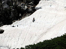 雪渓を駆け上がるカモシカ。不帰Ⅲ峰Aルンゼ（岩溝）を覆う雪渓の急斜面を駆け上がります。