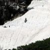 雪渓を駆け上がるカモシカ。不帰Ⅲ峰Aルンゼ（岩溝）を覆う雪渓の急斜面を駆け上がります。