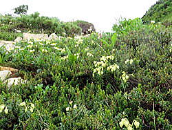 アオノツガザクラの群落です。八方尾根上部の登山道沿いに壺型の小さな花が並んで咲いています。