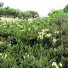 アオノツガザクラの群落です。八方尾根上部の登山道沿いに壺型の小さな花が並んで咲いています。