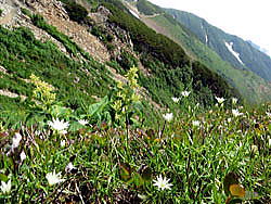オオイタドリとイワツメクサ。尾根上部から八方尾根を振り返った草付きの斜面には、夏の高山植物が咲き揃っています。