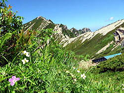 唐松岳頂上山荘南側では、ハクサンフウロとハクサンイチゲが混生しています。