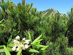 ハクサンシャクナゲ。活気満ちる夏の登山道の青々としたハイマツ帯に囲まれてハクサンシャクナゲが咲き始めています。