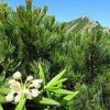 ハクサンシャクナゲ。活気満ちる夏の登山道の青々としたハイマツ帯に囲まれてハクサンシャクナゲが咲き始めています。