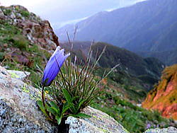 唐松岳頂上山荘南側、チシマギキョウが咲き始めています。鮮やかなブルーが目を引きます。今年は当たり年のようです。