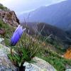 唐松岳頂上山荘南側、チシマギキョウが咲き始めています。鮮やかなブルーが目を引きます。今年は当たり年のようです。