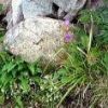 ナチュラルガーディン。山荘南側石垣の下の小さな花園。ハクサンフウロとミヤマアキノキリンソウの足もとを覆うように小さなミヤマコゴメグサが咲いています。