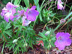 ハクサンフウロが開花中。紅紫色の透けるように薄い花弁が雨に打たれて張り付いてしまいました。台風11号に伴う強風・雨に耐えた蕾が次々と開花中です
