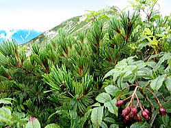 ナナカマドの実です。唐松岳頂上山荘南側の登山道沿いです。ハイマツもナナカマドの葉もまだ青々としています。緑の中に一際映える赤い実です。