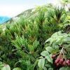 ナナカマドの実です。唐松岳頂上山荘南側の登山道沿いです。ハイマツもナナカマドの葉もまだ青々としています。緑の中に一際映える赤い実です。