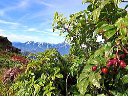 ナナカマドの赤い実と剱岳。唐松岳頂上山荘南側登山道沿いのナナカマドの葉が色付き始めています。