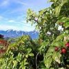 ナナカマドの赤い実と剱岳。唐松岳頂上山荘南側登山道沿いのナナカマドの葉が色付き始めています。