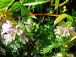 ミヤマコゴメグサ。唐松岳頂上山荘南側の登山道沿いに咲いています。