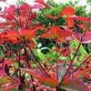八方尾根　ハクサンタイゲキの鮮やかな葉紅葉