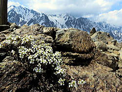 ミヤマタネツケバナす。第３ケルン周辺の日当たりのよい岩上で白い花をたくさん咲かせています。