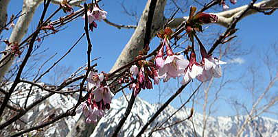 ミネザクラ（タカネザクラ）と白馬三山の眺望。上の樺の木々の間に薄桃色のサクラの花が咲いています。
