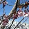 ミネザクラ（タカネザクラ）と白馬三山の眺望。上の樺の木々の間に薄桃色のサクラの花が咲いています。