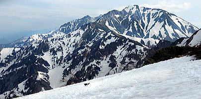 鹿島槍ヶ岳・五竜岳を背景に　雪斜面を歩くオス雷鳥。雪と岩のコントラストが引き立つ迫力の山岳景観です