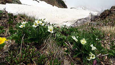 ミヤマキンバイ・ハクサンイチゲ・クロユリのお花畑。高山植物が一斉に芽を出した稜線の草付きです。クロユリの蕾も大きく膨らみ、まもなく開花します。