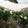 ミヤマキンバイ・ハクサンイチゲ・クロユリのお花畑。高山植物が一斉に芽を出した稜線の草付きです。クロユリの蕾も大きく膨らみ、まもなく開花します。